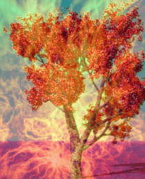 Ovocný strom ohňa